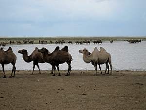 Silkroad - 2. Teil Irkurzk - Peking - Foto 86